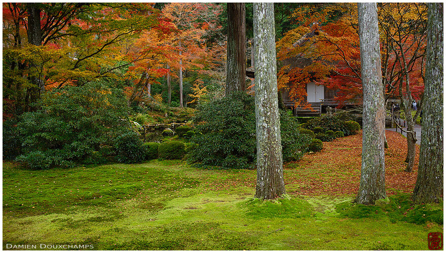 Autumn colours over moss in the forest of Sanzen-in temple, Kyoto, Japan