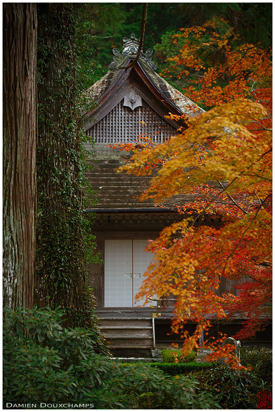 Temple building in forest, Sanzen-in, Kyoto, Japan