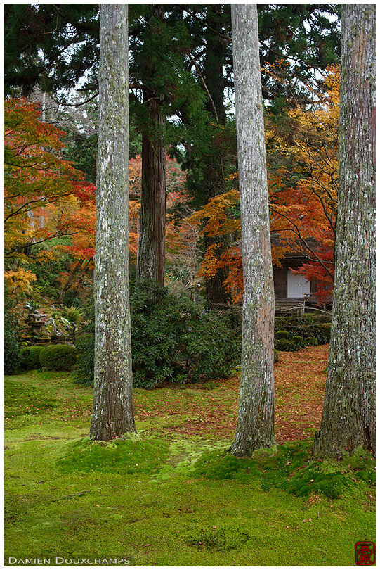 Temple building hiding behind the autumn colors in the moss-covered forest of Sanzen-in temple, Kyoto, Japan