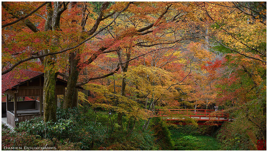 Pavilion and red bridge lost in autumn colors, Sanzen-in temple, Ohara valley, Kyoto, Japan