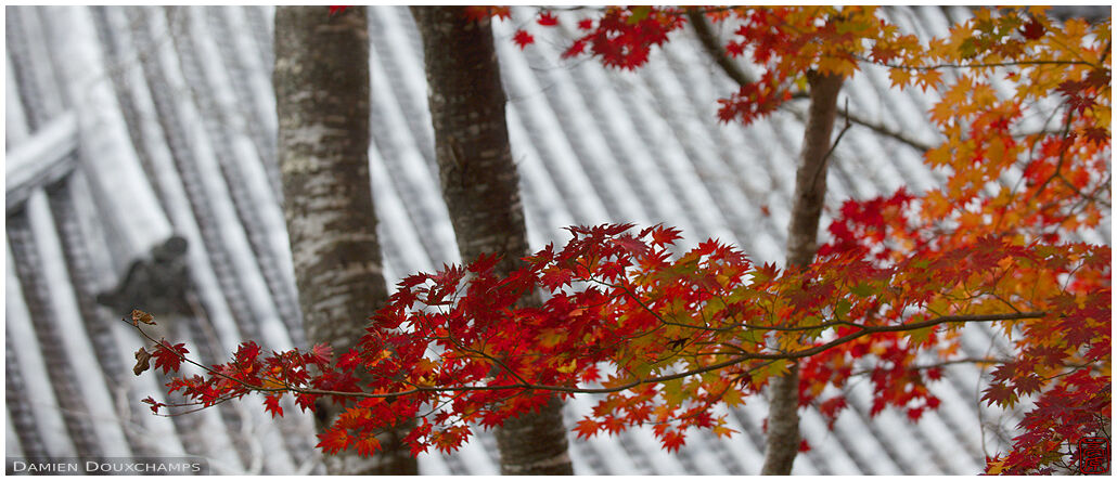 Red maple branch with large temple roof pattern in background, Sanzen-in temple, Kyoto, Japan