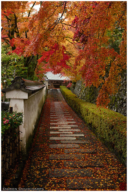 Alley under autumn foliage on the grounds of Yoshimine-dera temple, Kyoto, Japan
