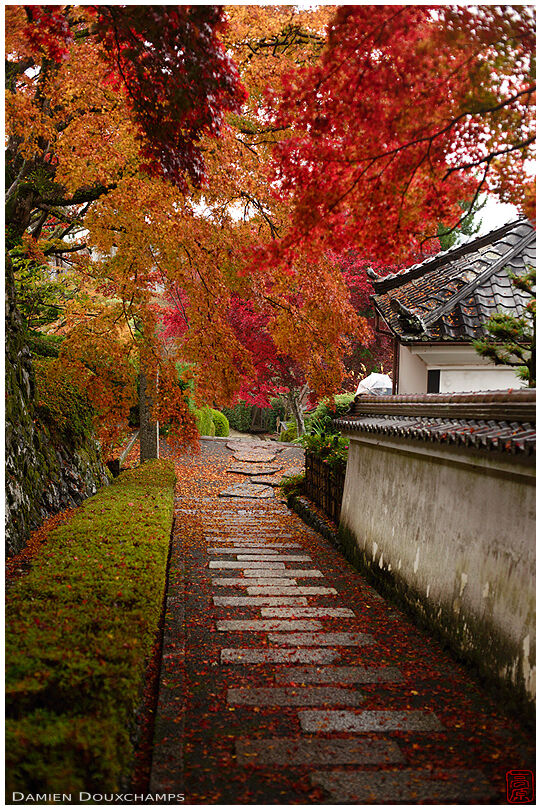 Stone path along subtemple wall under autumn foliage, Yoshimine-dera, Kyoto, Japan