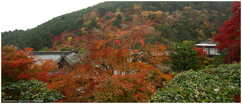 Temple buildings lost in autumn colors, Yoshimine-dera temple, Kyoto, Japan