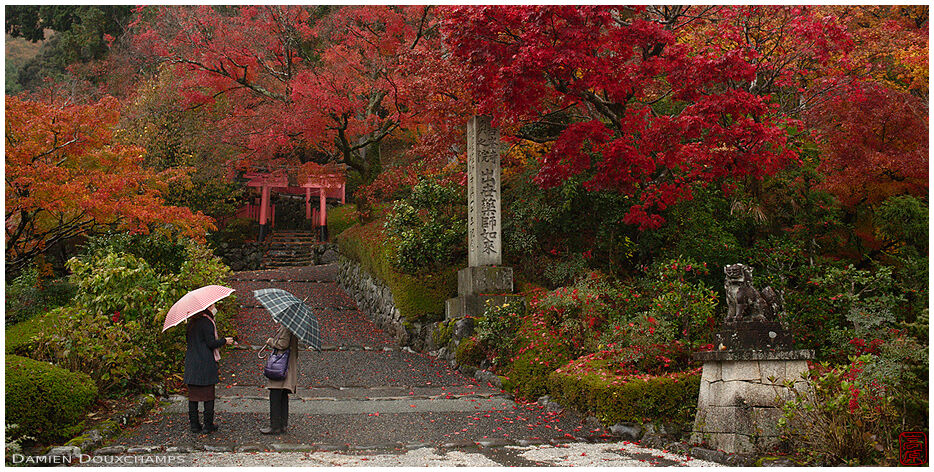 Two ladies with umbrellas on a rainy autumn day in Yoshimine-dera temple, Kyoto, Japan