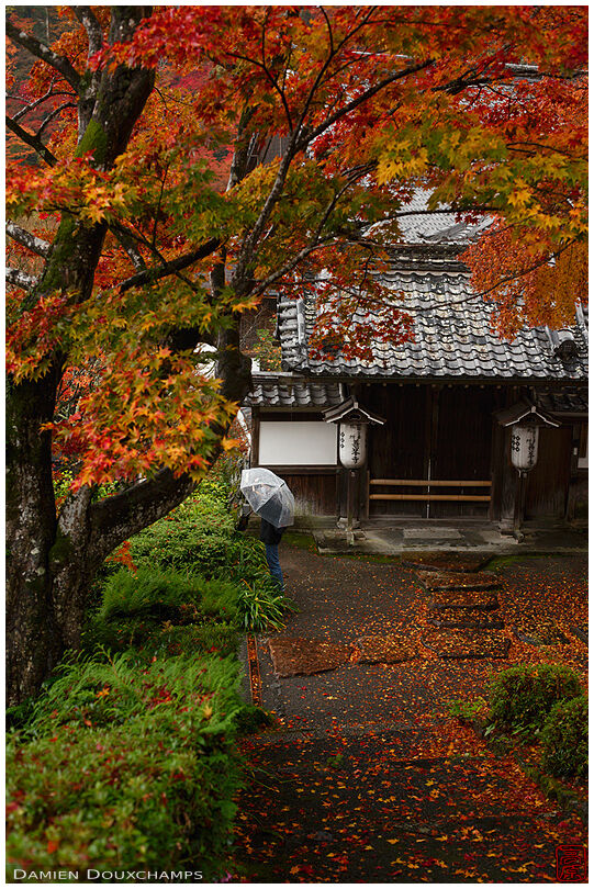 Late autumn rainy day in Yoshimine-dera temple, Kyoto, Japan