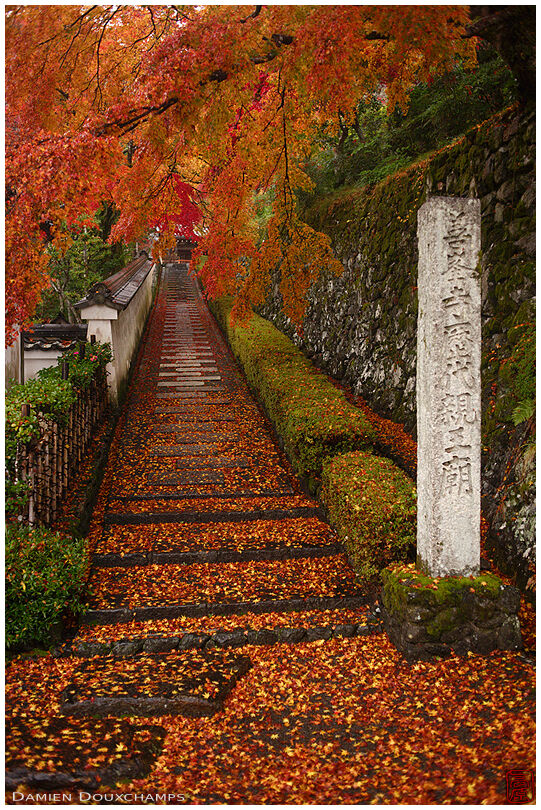 Stairs covered with a carpet of fallen autumn leaves in Yoshimine-dera temple, Kyoto, Japan