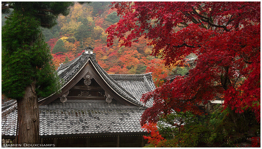 Temple roof lines in autumn, Yoshimine-dera, Kyoto, Japan