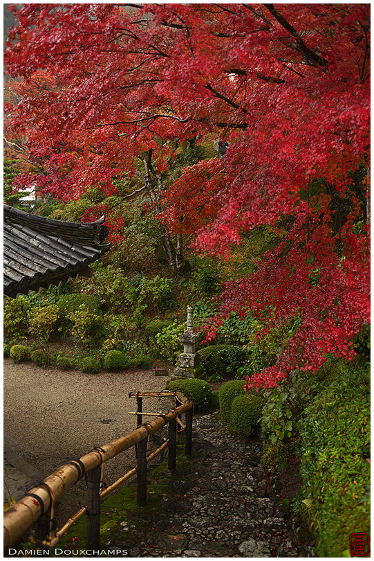 Red maple foliage over stone stairs in Yoshimine-dera temple grounds, Kyoto, Japan