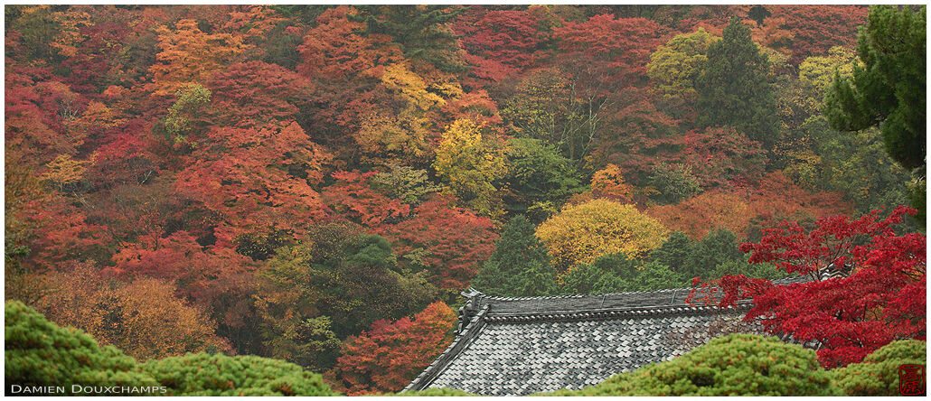Temple roof amidst muted autumn colors, Yoshimine-dera, Kyoto, Japan