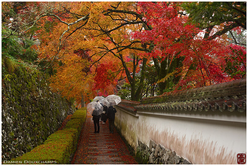 Students with umbrellas on a rainy autumn day in Yoshimine-dera temple, Kyoto, Japan