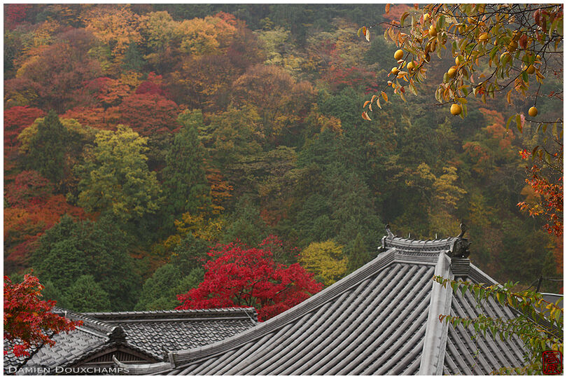 Muted autumn colours on a rainy day in Yoshimine-dera temple, Kyoto, Japan