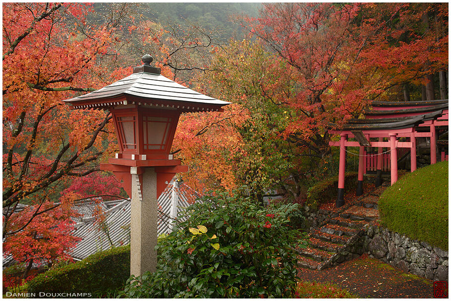 Lantern and torii gates amidst autumn foliage in Yoshimine-dera temple, Kyoto, Japan