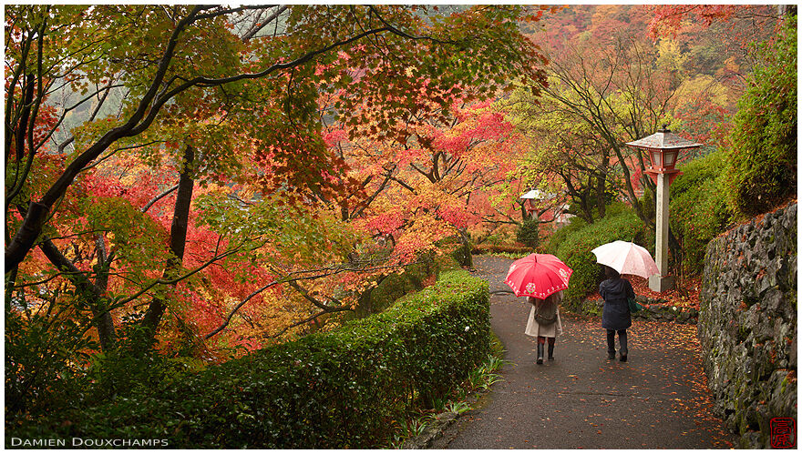 Two umbrellas on a rainy autumn day in Yoshimine-dera temple, Kyoto, Japan