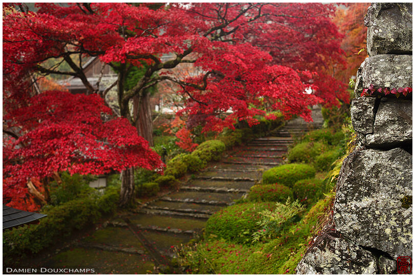 Old retaining wall and red autumn foliage in Yoshiminedera temple, Kyoto, Japan