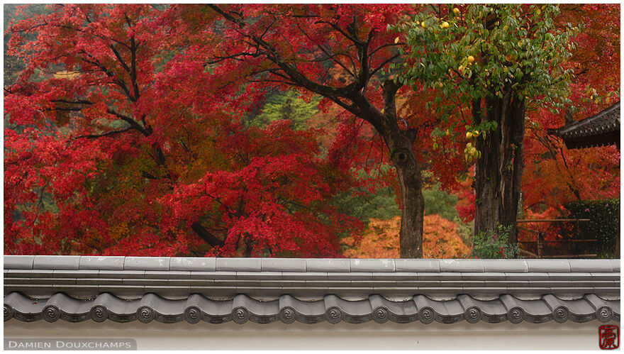 White wall and red autumn colours, Yoshimine-dera temple, Kyoto, Japan