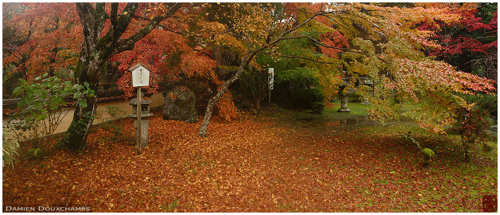 Carpet of fallen leaves in JUrin-ji temple garden, Kyoto, Japan