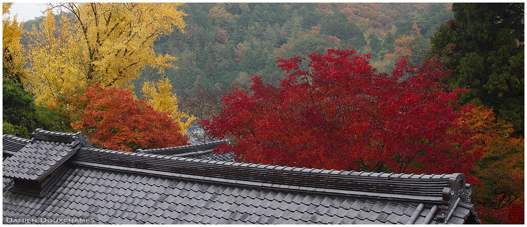 Autumn colors over the roof of Jurin-ji temple, Kyoto, Japan