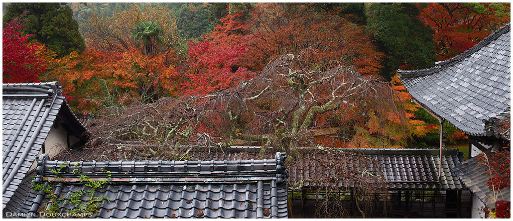 Muted autumn colours surrounding the inner courtyard garden of Jurin-ji temple and its cherry tree, Kyoto, Japan
