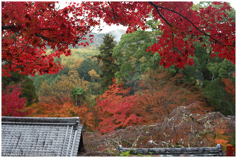 Autumn colours over Jurin-ji temple buildings, Kyoto, Japan
