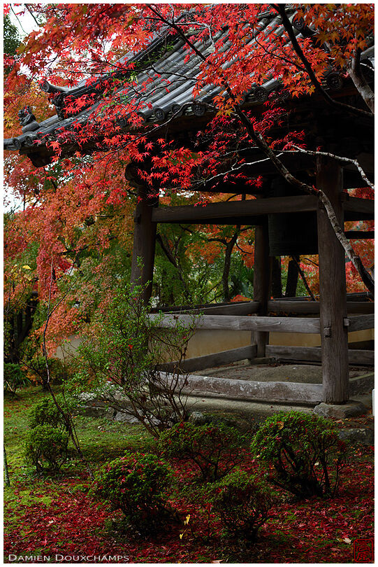 Belfry and red maple in autumn, Jurin-ji temple, Kyoto, Japan