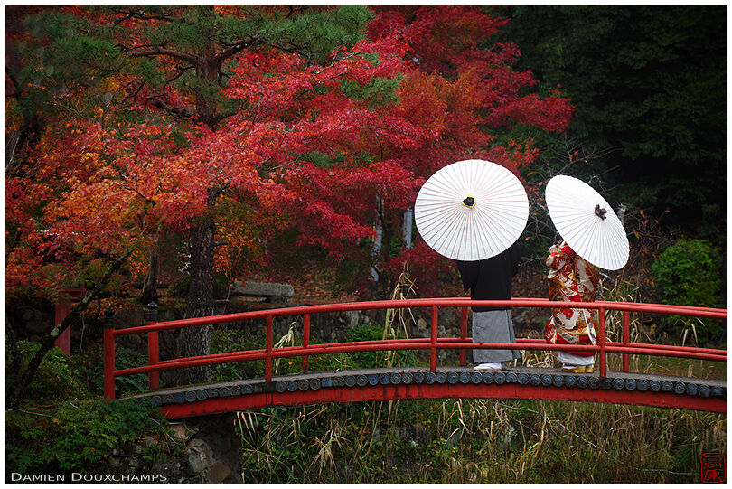 Couple in traditional kimono with umbrellas during an autumn wedding photo shoot in Oharano shrine, Kyoto, Japan