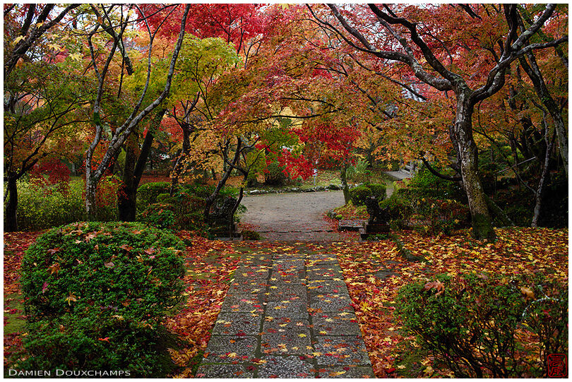 Late autumn and fallen leaves in the garden of Shoji-ji temple, also known as the Flower temple, Kyoto, Japan