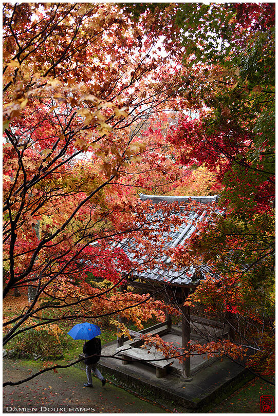 Man with blue umbrella contrasting with the autumn colors of Shoji-ji temple in Kyoto, Japan