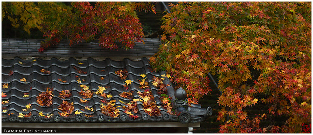 Colourful autumn foliage and leaves fallen on temple roof, Konzo-ji, Kyoto, Japan