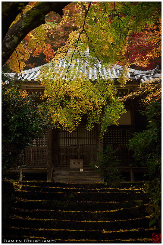 Autumn foliage covering a small hall in Konzo-ji temple, Kyoto, Japan