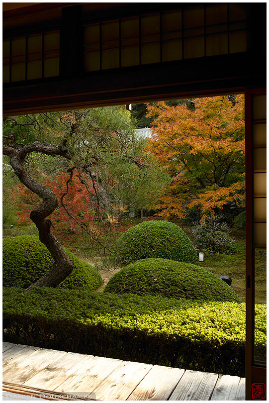 Twisted pine tree in the garden of Unryu-in temple, Kyoto, Japan