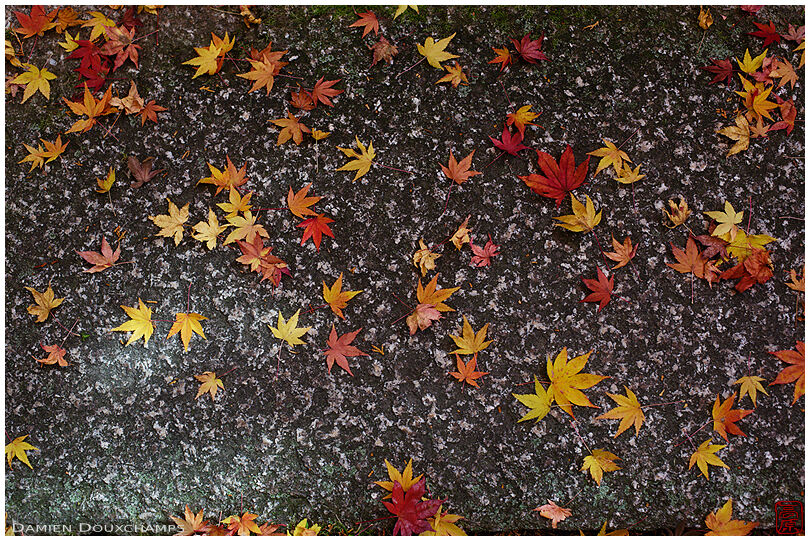 Fallen maple leaves on stone pavement, Raigo-in temple, Kyoto, Japan