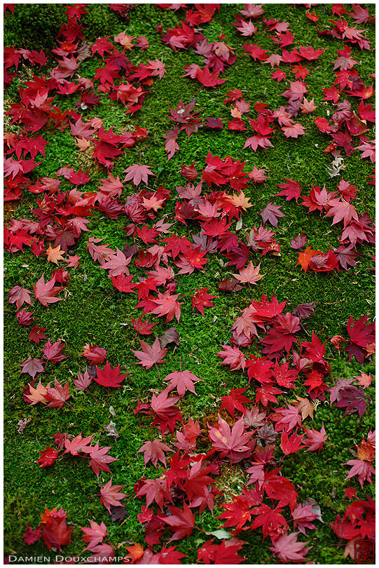 Red fallen leaves on moss garden, Shinzenko-ji temple, Kyoto, Japan
