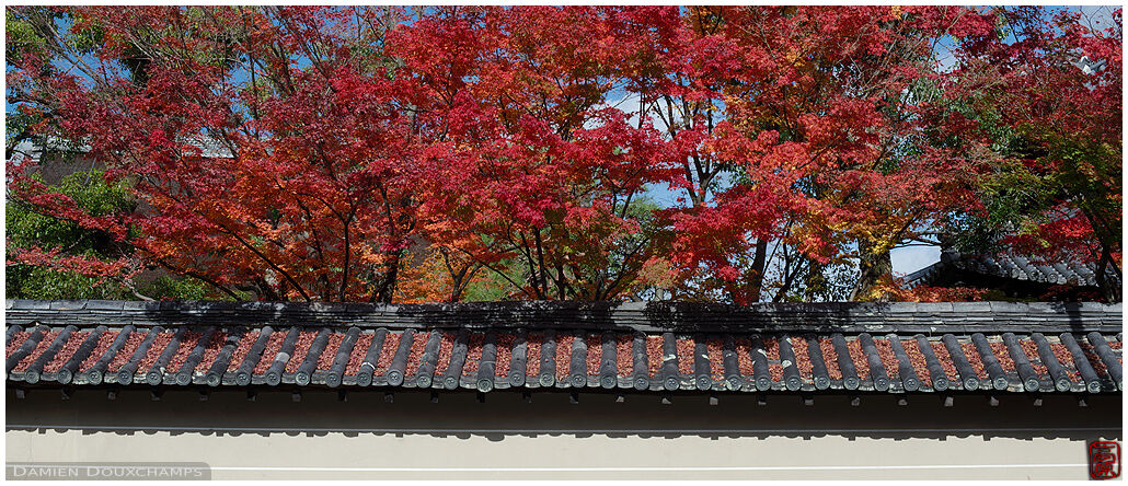 Autumn colours over the wall surrounding the secretive Myōhō-in temple in Kyoto, Japan