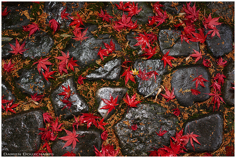 Fallen leaves on cobblestones on a rainy day in Rokuo-in temple, Kyoto, Japan