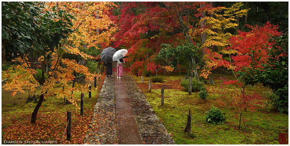 Couple with umbrellas on a rainy autumn day in Rokuo-in temple, Kyoto, Japan