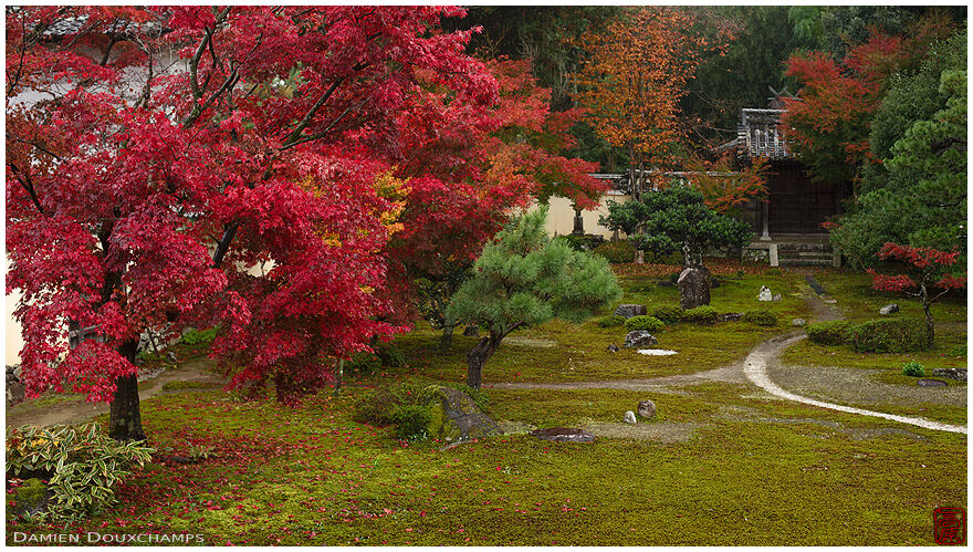 Bright red maple tree and moss garden of Rokuo-in temple near Arashiyama, Kyoto, Japan
