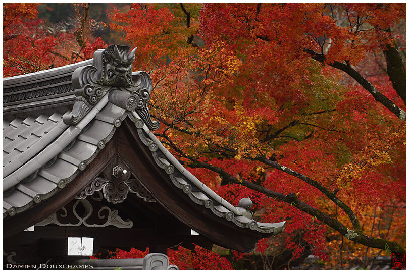 Temple gate roof lost in autumn colours, Hogon-in temple, Kyoto, Japan