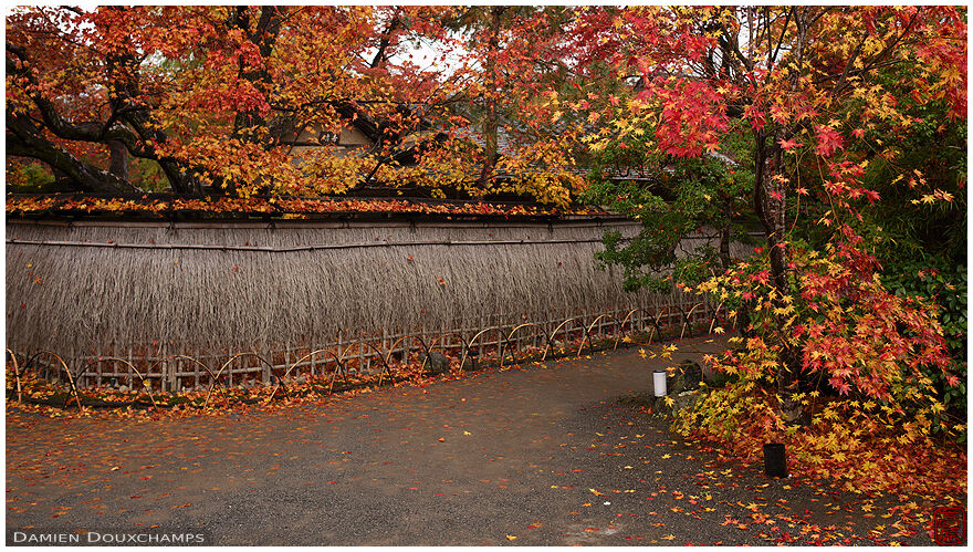 Late autumn and fallen leaves at the entrance of Hogon-in temple in Kyoto, Japan