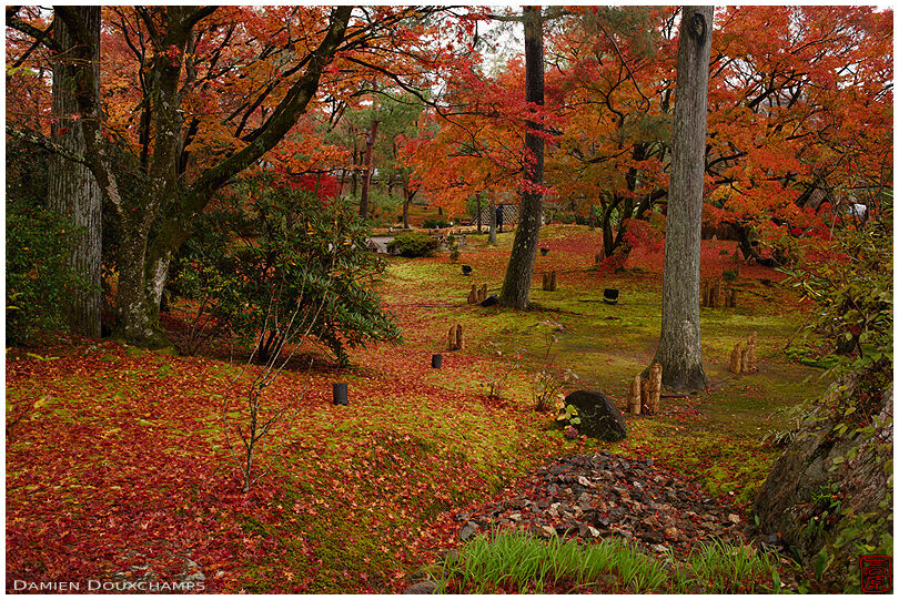 Maple forest in Hogon-in temple in the Arashiyama district of Kyoto, Japan