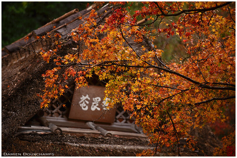 Tea house sign and maple tree on a rainy late autumn day, Hogon-in temple, Kyoto, Japan
