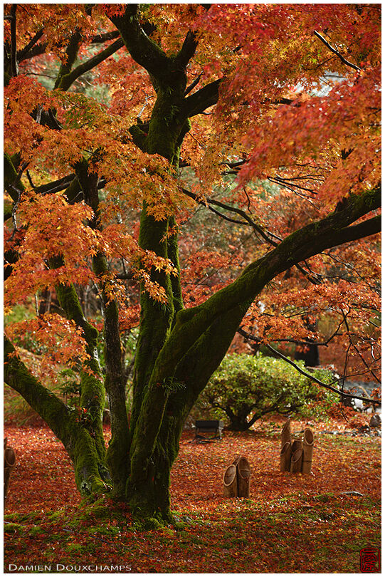 Orange in the trees, orange on the ground: a late autumn feast for the eyes in Hōgon-in temple, Kyoto, Japan