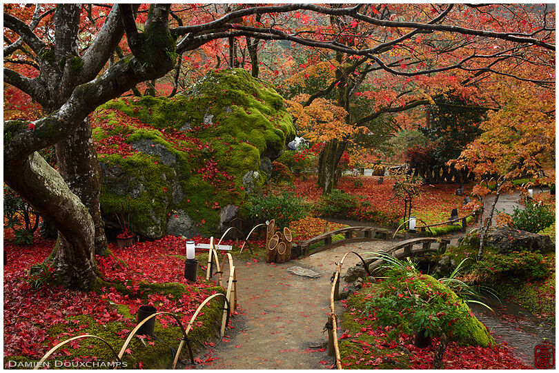Path winding amidst the autumn colours of Hogon-in temple garden, Kyoto, Japan