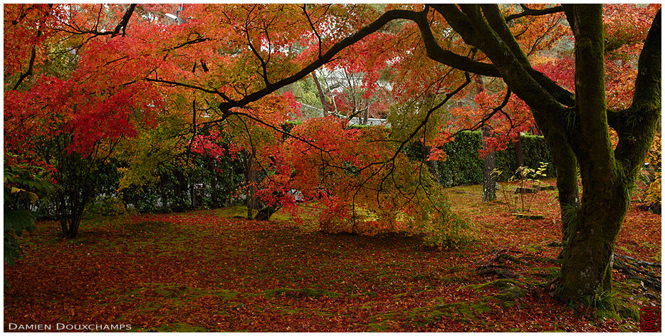 Moss garden covered with autumn leaves, Hogon-in temple, Kyoto, Japan