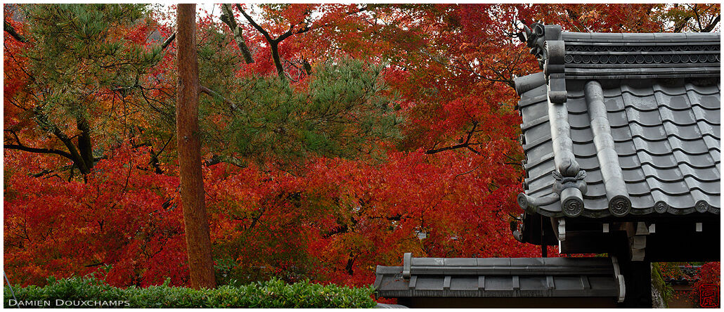 An entrance gate of Hōgon-in temple with bright red maple colours in Kyoto, Japan
