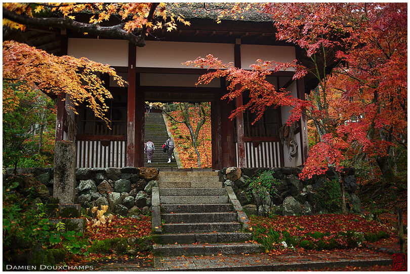 Autumn foliage and fallen leaves around the entrance gate to Jojakko-ji temple, Kyoto, Japan