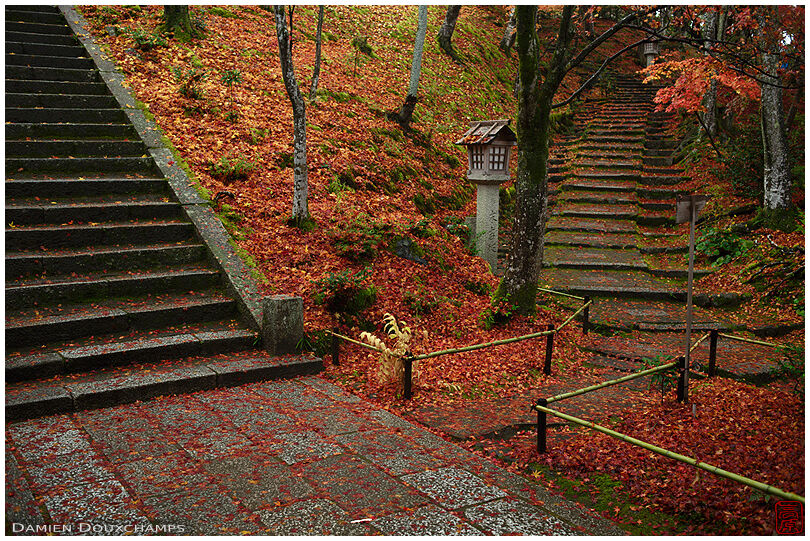 Carpet of fallen maple leaves at the end of autumn at the bottom of Jojakko-ji temple, Kyoto, Japan