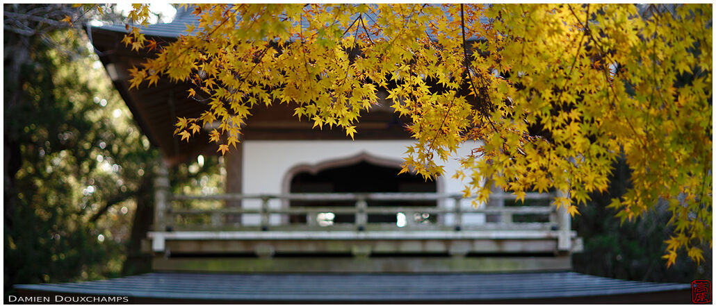 Temple gate and very late autumn leaves in Jochi-ji temple, Kamakura, Japan