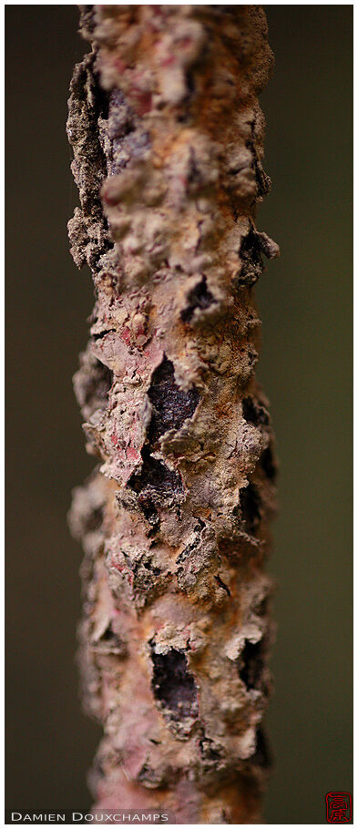 Extreme rust detail, Jochi-ji temple, Kamakura, Japan