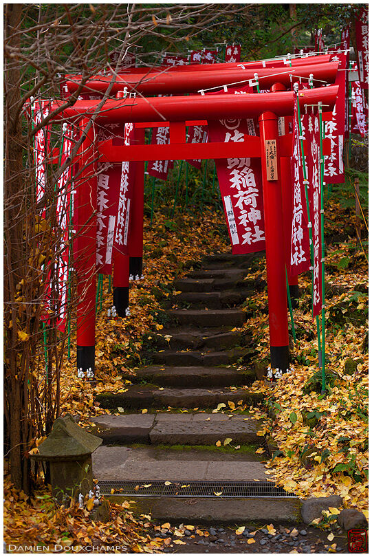 Fallen ginkgo leaves on torii covered stairs in Sasuke Inari shrine, Kamakura, Japan